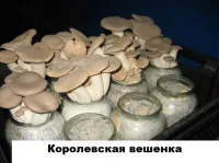 Вешенка королевская Штамм Santana Er Pleurotus eryngii